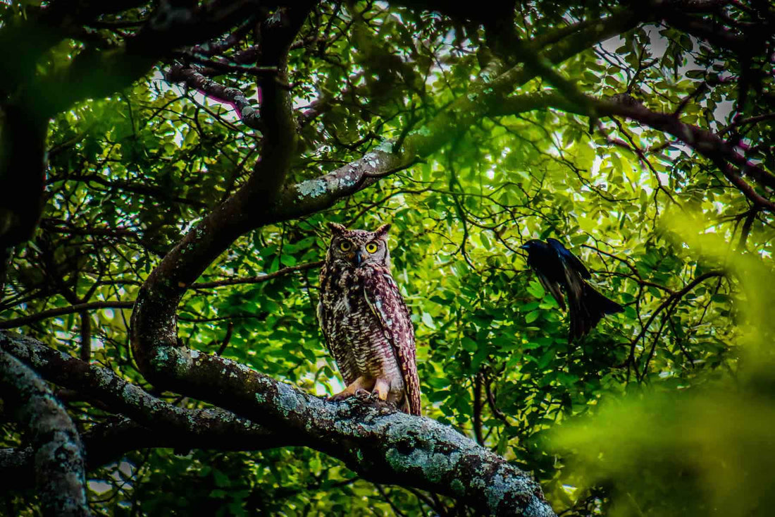 Spiritual Owl